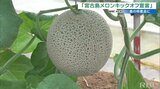 宮古島メロン“キックオフ宣言” 高級デザート店やファーストクラスでも扱われるなど評価高まる|TBS NEWS DIG