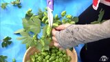 たわわに実った「ホップ」を収穫　クラフトビールとなって12月頃にお披露目予定　青森県佐井村　|　青森のニュース│ATV NEWS│青森テレビ