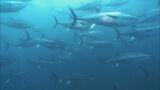 クロマグロ(30キロ未満)の漁獲停止命令 上半期の漁獲可能量超える 鹿児島 | 鹿児島のニュース|MBC NEWS|南日本放送