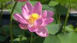 1年のうち花が開くのはたった3日間… 神秘的な花「古代ハス」見ごろ 愛媛・松山市 | 愛媛のニュース - Nスタえひめ|あいテレビは6チャンネル