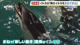 イルカに“真似をする能力”を発見　城崎マリンワールドでお披露目　新しい動き習得はイルカの仲間で初|TBS NEWS DIG