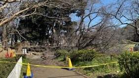 「大きな木が根元から...」桜の木が倒れ70代女性が下敷きに　腰など挟まれけが　場所は都内有数の花見スポット「砧公園」|TBS NEWS DIG