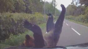 【クマと衝突の瞬間】国道を走行中の乗用車に体長2メートルほどのクマが衝突 茂みから突然現れてぶつかり、車のフロント部分やボンネットが激しく損傷 北海道音威子府村|TBS NEWS DIG