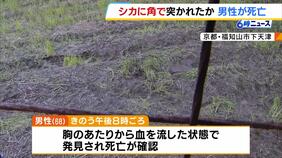 シカの角に刺されたか…田んぼで草刈中の６８歳男性が胸から血を流して死亡　京都・福知山市|TBS NEWS DIG