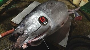 歴代の“一番マグロ”には「400kgオーバー」「億超」も！　豊洲市場の初競り　“大間マグロ”青森県大間産の本マグロは15年連続で最高値に！【歴代“一番マグロ”重量と一本値まとめ・一覧あり】　|　青森のニュース│ATV NEWS│青森テレビ