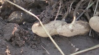 「もうダメ」千葉の名産・落花生に影響　直売所では品ぞろえに“異変”　収穫直前のコメにも甚大な豪雨被害| TBS CROSS DIG with Bloomberg