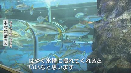 大型水槽色々 現在全て交渉中