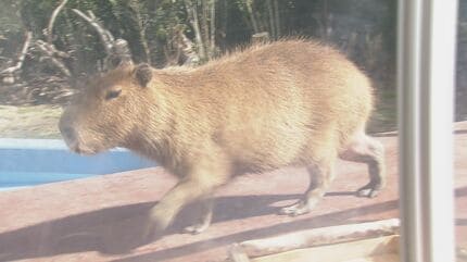 竹島水族館 リニューアルから半年…どうなった？タカアシガニの