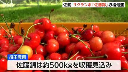 トキと黄金の島” 佐渡島でサクランボ「佐藤錦」収穫が最盛 今年は豊作 トキと黄金の島” 佐渡島でサクランボ「佐藤錦」収穫が最盛 今年は豊作