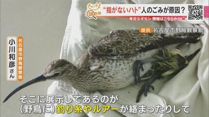 指がない”ハトが次々に…名古屋の公園で見つけた異変 原因は髪の毛や糸