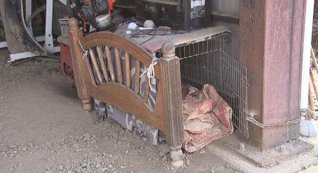 クマに襲われたか　14歳メスの愛犬「モカ」腹部に大けが「暑くなってきたので夜は外に出していた」|TBS NEWS DIG