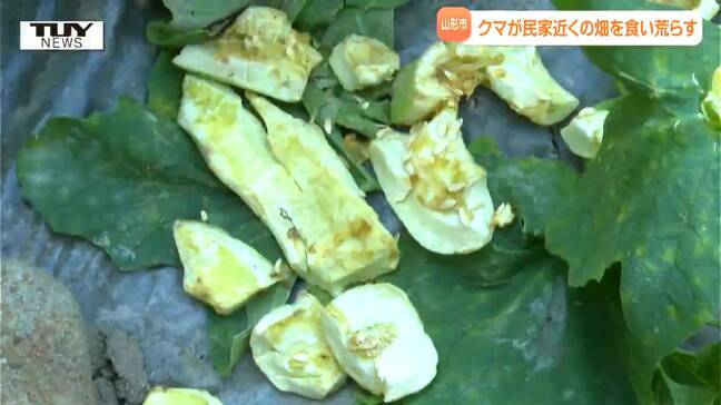 クマが家の網戸を開け...県内では連日クマの目撃相次ぐ　山形市では毎日のように農作物が被害に...（山形）|TBS NEWS DIG