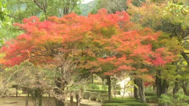 12月上旬並みの冷え込みとなった西予市の宇和運動公園 モミジなど見頃 愛媛|TBS NEWS DIG