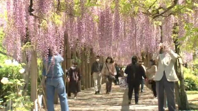 300メートル歩く幸せ 大三島藤公園でフジの花が見ごろ【愛媛・今治】|TBS NEWS DIG