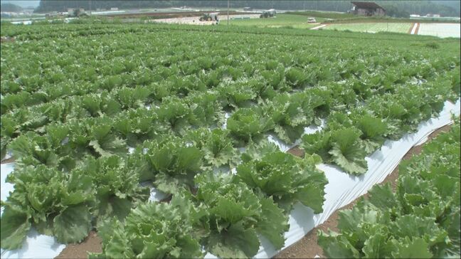 レタス 前週より35%値上がり 集中豪雨や猛暑が影響 「8月は生育は順調、出荷量も増える見込み」と農水省|TBS NEWS DIG