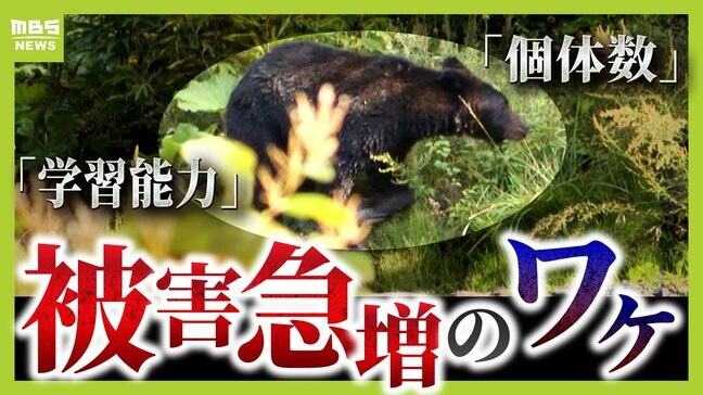 「クマ被害」増加! 学習能力が高いクマ 餌付けは「殺人ほう助と同じ」 遭遇しないために「笛」や「鈴」は有効 出会ってしまった場合に取るべき意外な行動は... 「柿」など誘因物の除去も大切|TBS NEWS DIG