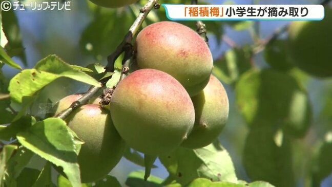 地元の児童たちが特産「稲積梅」収穫体験 「気を付けてゆっくり回して」果肉厚く加工品に良し 富山・氷見市|TBS NEWS DIG