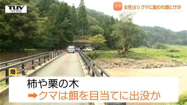 畑には柿や栗の木 クマはエサを求めて出没、女性を襲ったか 高齢女性が顔を引っかかれる(山形・酒田市)|TBS NEWS DIG