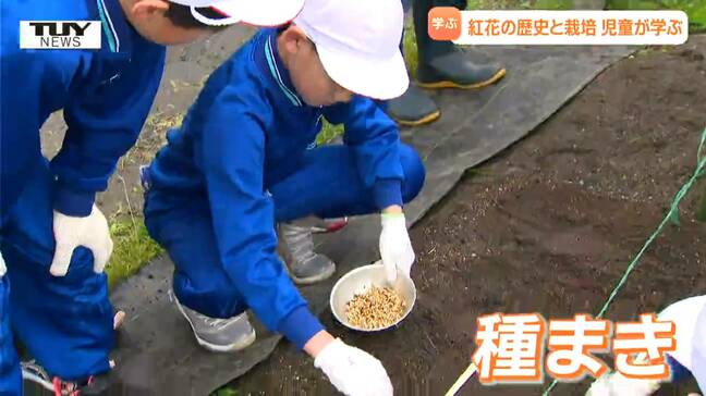 「大きく育ってほしい」小学校で毎年恒例の紅花を育てる授業　上手に植えるコツは？　（山形・中山町）|TBS NEWS DIG