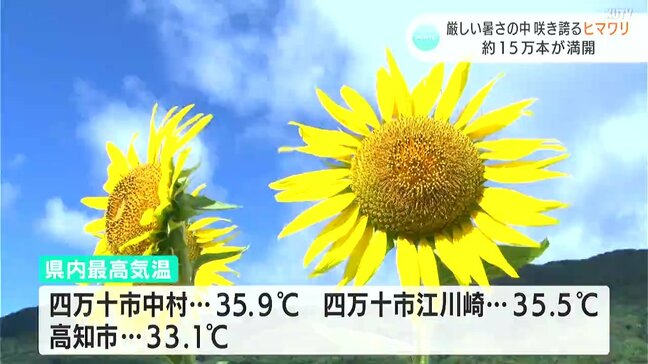 「すごい、すごい！なんか夢の世界やね」約１５万本が満開　猛暑の夏空に満開のヒマワリの花が映える　【高知】|TBS NEWS DIG