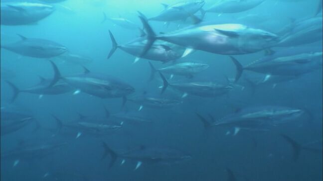 クロマグロ(30キロ未満)の漁獲停止命令 上半期の漁獲可能量超える 鹿児島|TBS NEWS DIG