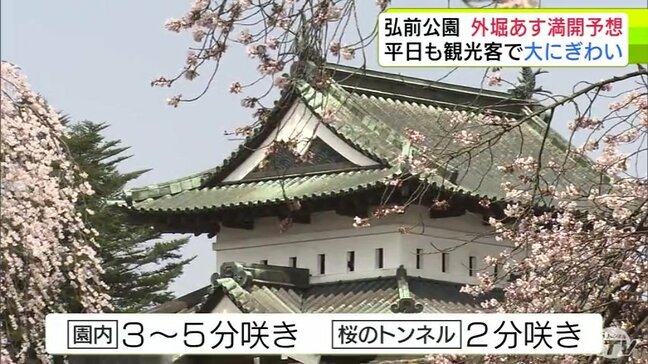 日本有数のサクラの名所「弘前公園」観光客で大にぎわい　22日にも外堀が「満開」か　徐々に深まる“春色”　青森県|TBS NEWS DIG