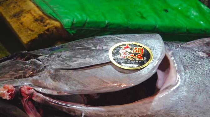 「みんな1番を獲る気持ちでやっている」大間のマグロ　初競りに向けて東京・豊洲市場などへ出荷！　まさに“黒いダイヤ”！12年連続で最高値の『一番マグロ』獲得中の大間産！うち3回は『億』越え|TBS NEWS DIG