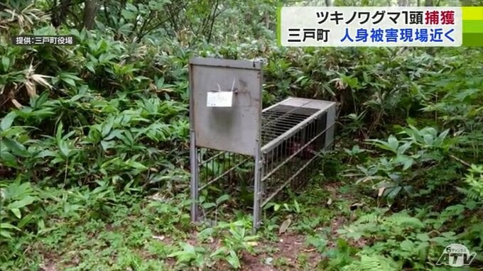 三戸町でクマ捕獲・処分　全長約1ｍ20cmのメスのツキノワグマ　4日に60代男性が襲われた現場から約700ｍ離れた場所の罠で捕獲　|　青森のニュース│ATV NEWS│青森テレビ