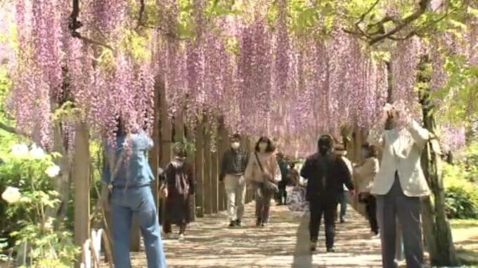 ３００メートル歩く幸せ 大三島藤公園でフジの花が見ごろ【愛媛・今治】|TBS NEWS DIG