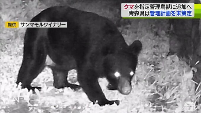 「今後検討していく必要がある」クマを「指定管理鳥獣」に追加へ　　しかし…東北6県で『青森県のみ』支援に必要な「特定鳥獣管理計画」が策定されておらず…　　|　青森のニュース│ATV NEWS│青森テレビ