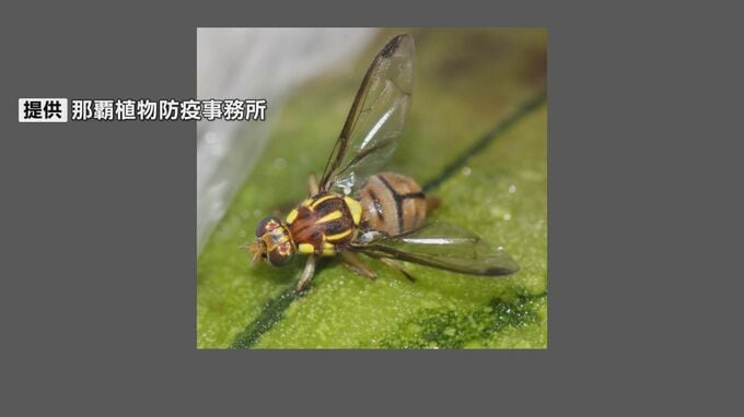セグロウリミバエ「緊急防除」期間を2027年3月まで延長へ　生息範囲拡大で|TBS NEWS DIG