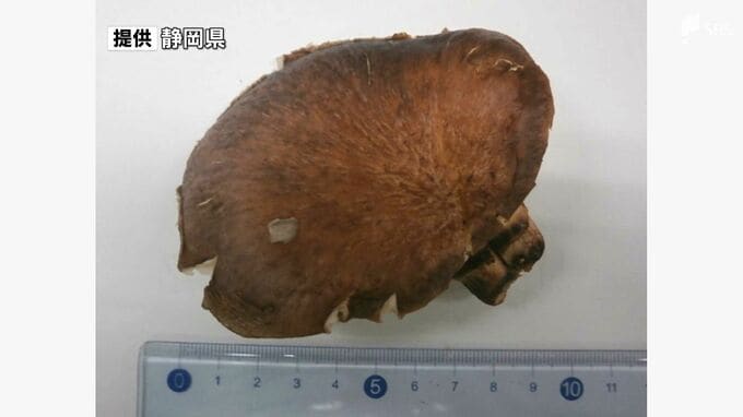 シイタケと間違えて毒キノコ「ツキヨタケ」摂取 富士宮市の70代女性が食中毒 県が注意呼びかけ＝静岡県|TBS NEWS DIG