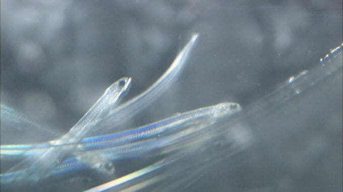 シラスウナギ国内で過去3番目の不漁　後を絶たない密漁　漁協が監視活動…怪しい車を発見　|　大分のニュース｜OBS NEWS｜大分放送