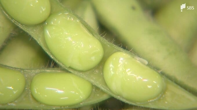 「ぜひ一度食べておいしさを体験して」“夕採れ枝豆”の収穫最盛期＝静岡・三島市|TBS NEWS DIG