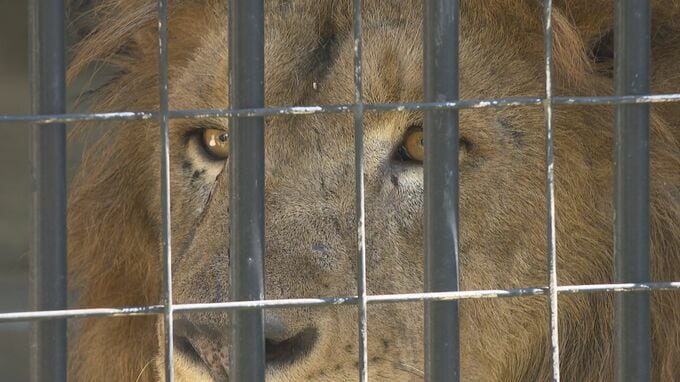 緊張？飼育室からこちらをのぞいて…すみっこに立ち尽くす姿も愛らしく　徳山動物園ライオン「リント」お披露目　山口県周南市|TBS NEWS DIG