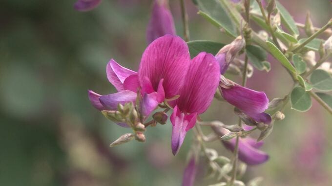 長さ50メートル！ハギの花のトンネルが見頃　|TBS NEWS DIG