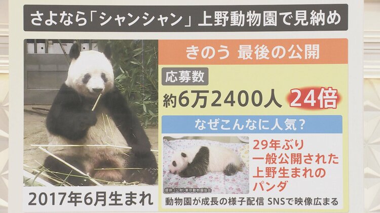 上野動物園のパンダ「シャンシャン」 涙の最終観覧 今後、中国でどんな