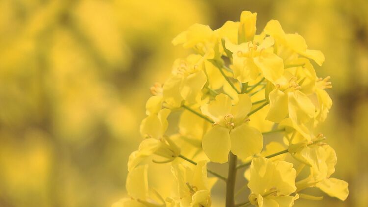 青と黄色のコントラストがきれい」三ノ倉高原の菜の花が見ごろ 福島
