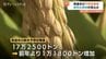 富山県産の新米予想収穫量　前年より1万1800トン増加の見込み　|　富山のニュース｜天気・防災｜チューリップテレビ