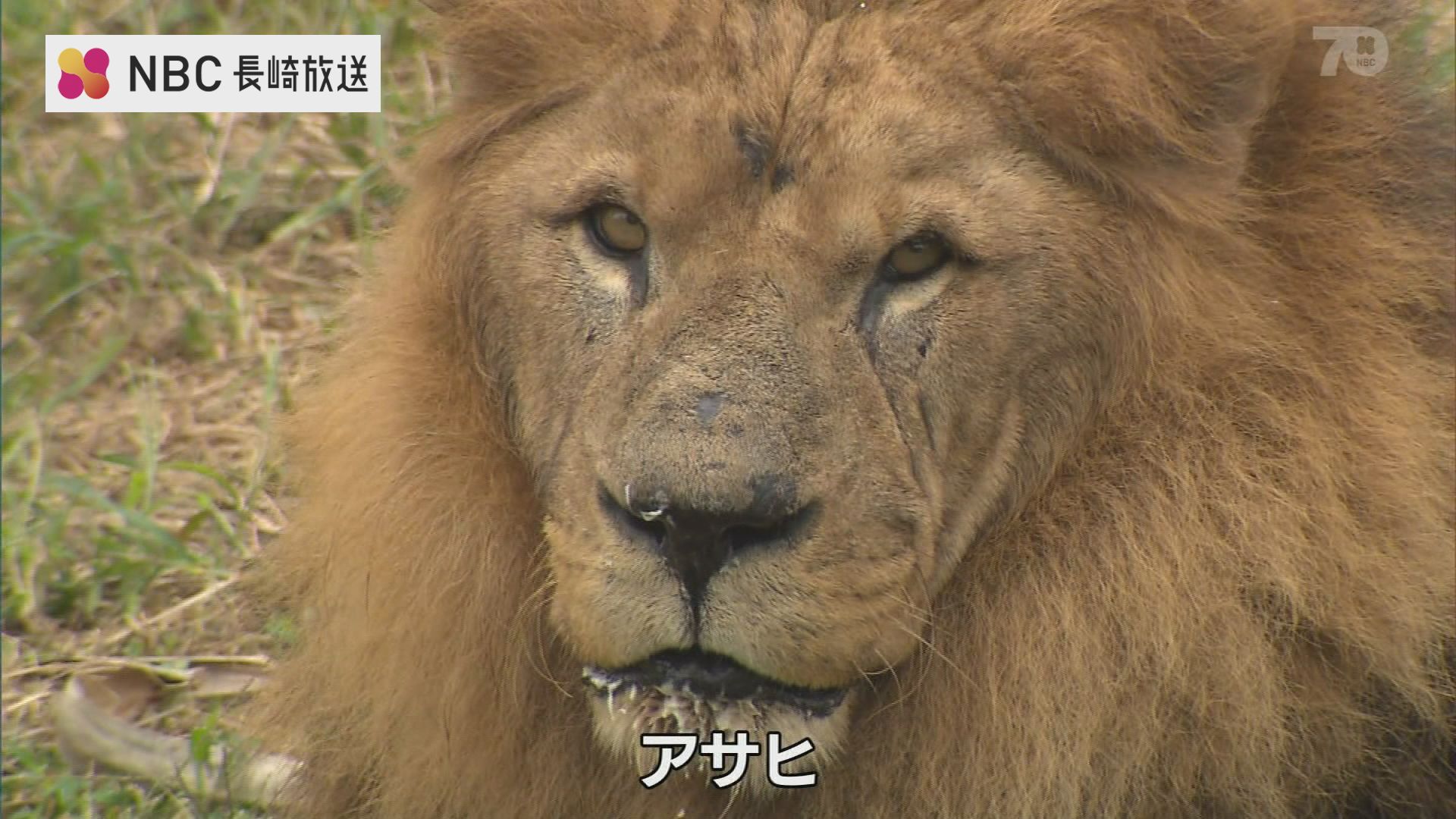 県内唯一の2頭が 佐世保市の動植物園 森きらら のライオンとチーターが死ぬ ｎｂｃ長崎放送 Goo ニュース
