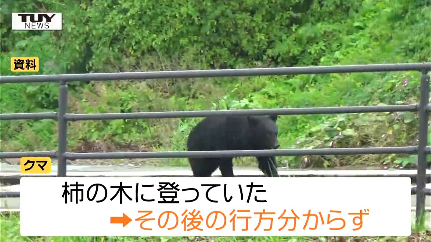 くまきになります。 柿の木に登るクマや親子とみられる2頭のクマも県内でクマの目撃