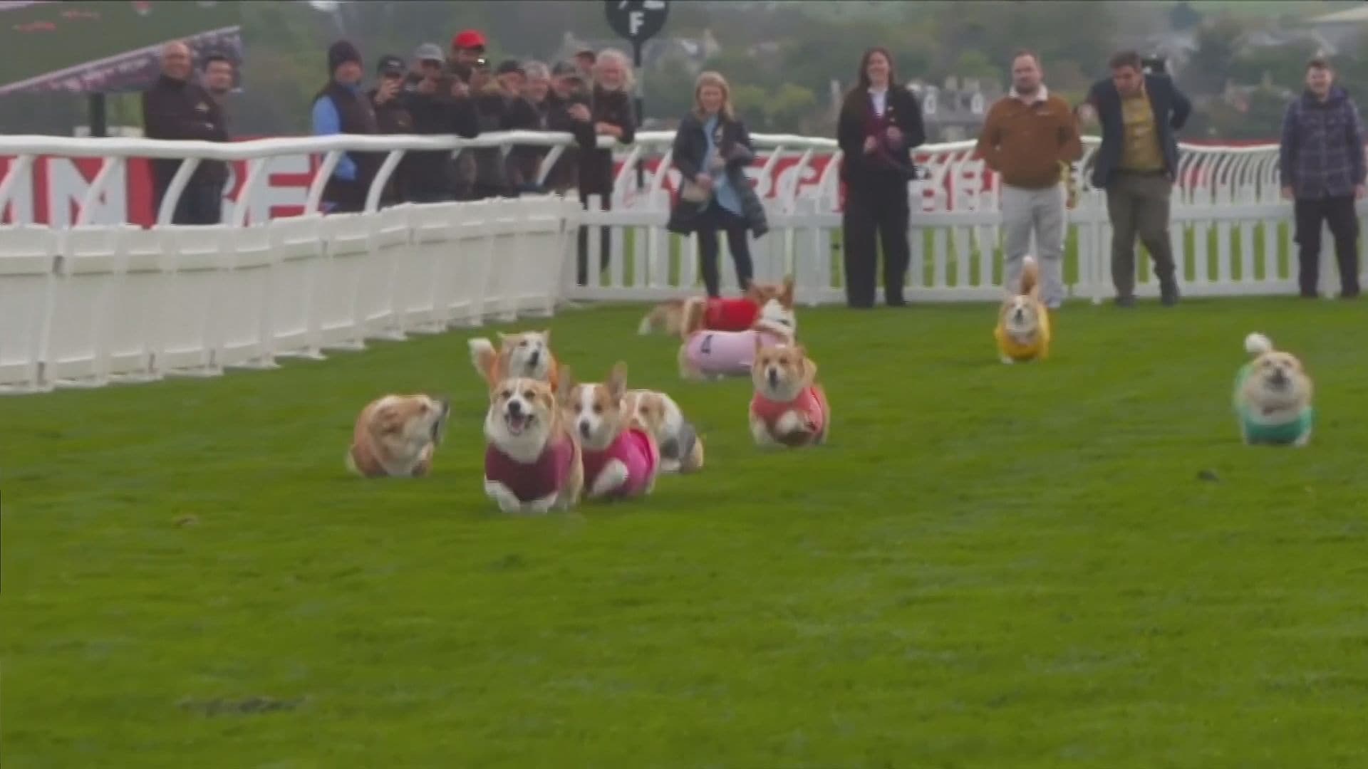 犬 トロフィー 第16回 優勝旗争奪訓練競技会 オブジェ 置き物 dog 犬 トロフィー 第16回 優勝旗争奪訓練競技会 オブジェ 置き物 dog