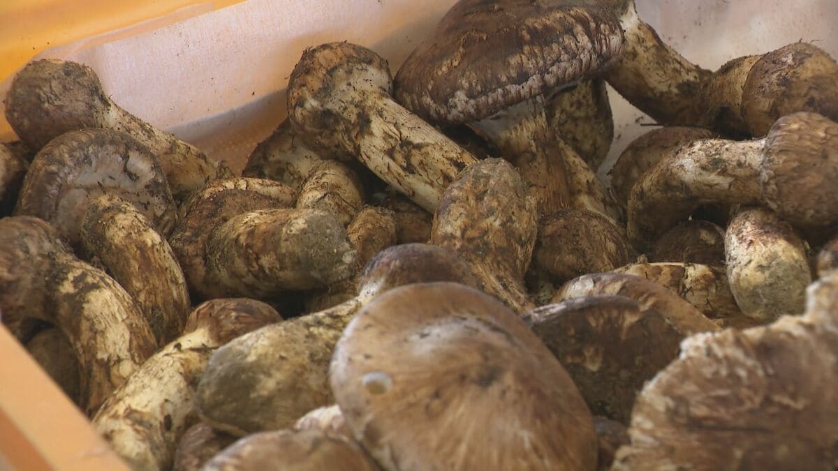 まつたけ祭り」 20グラム1000円の量り売り！「炊き込みご飯や土瓶蒸し