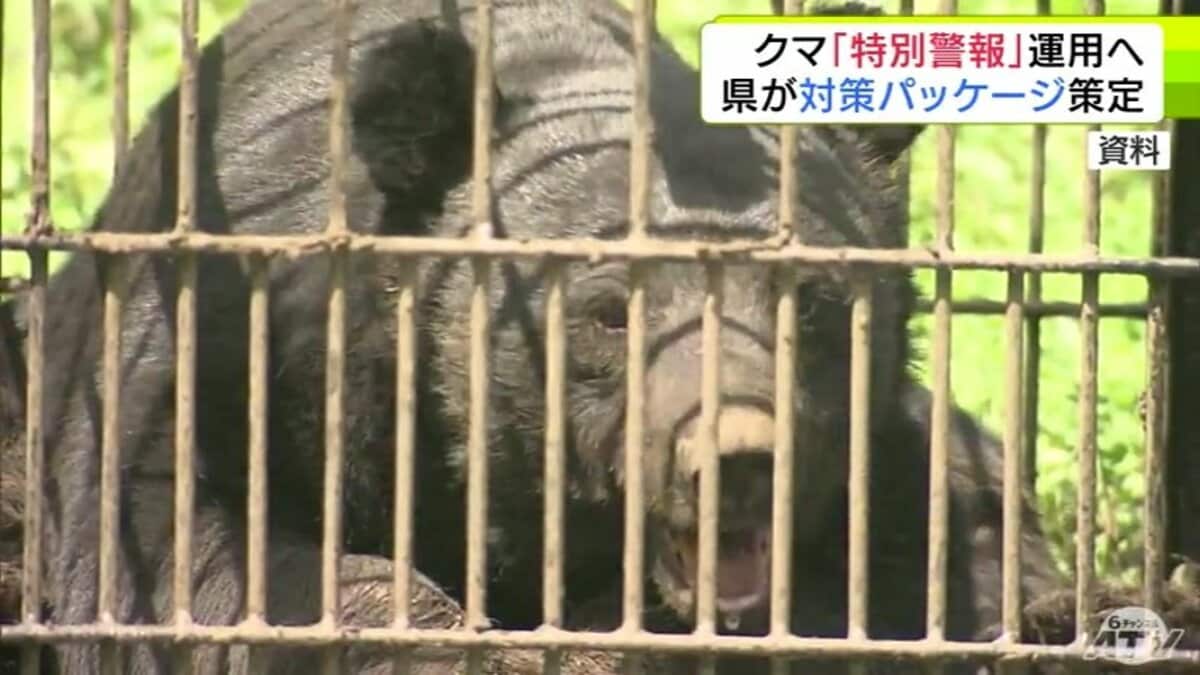 クマ「特別警報」の運用へ 2025年に出没が過去最多となったクマの対策