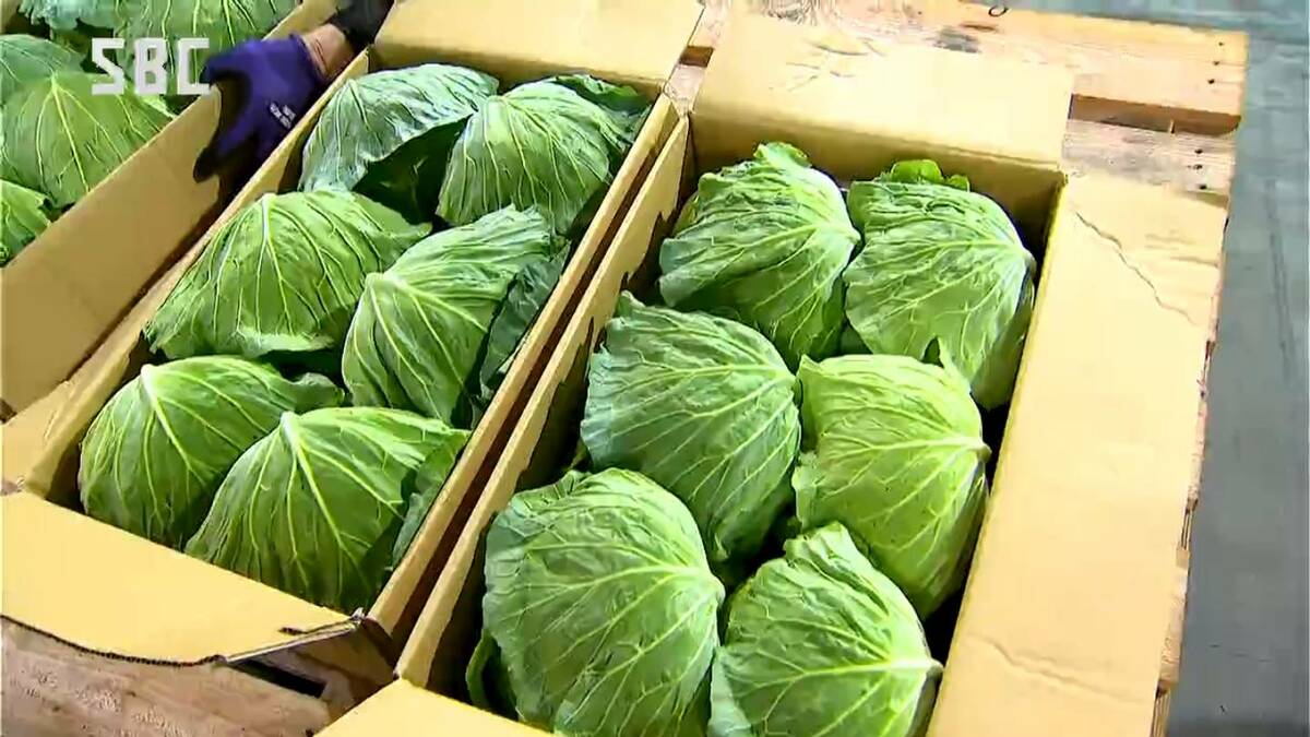 軽井沢ブランド」を全国へ！「夏秋キャベツ」の出荷が本格化する前に