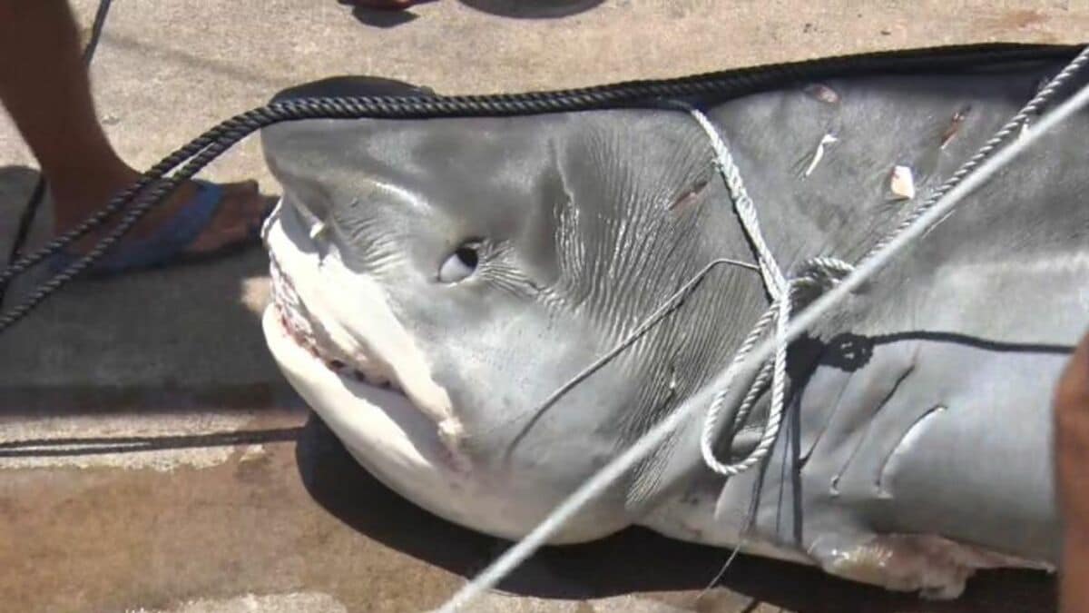 最大400キロの大物を92匹も！獲物の横取りや漁具の破壊対策で毎年サメ