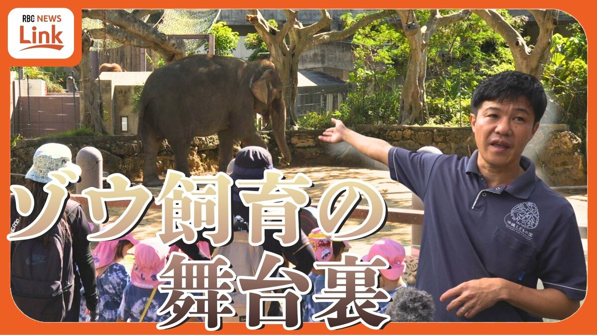 ゾウのケアと飼育員の安全を両立するには？ 沖縄こどもの国の事故から考える『準間接飼育』の可能性