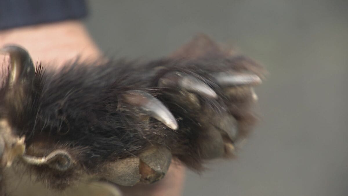 ｢爪で引っかかれたら耳も鼻も取れちゃう｣ 相次ぐクマ被害 猟友会が考える課題は人材確保 ｢10年、20年先を見据えて｣