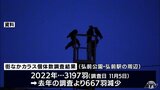 弘前市で街なかのカラス増加せず「弘前市の管理が効果が出ていると判断」|TBS NEWS DIG