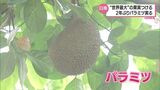 世界最大「パラミツ」の果実 日南市で実をつける | MRTニュース | MRT宮崎放送